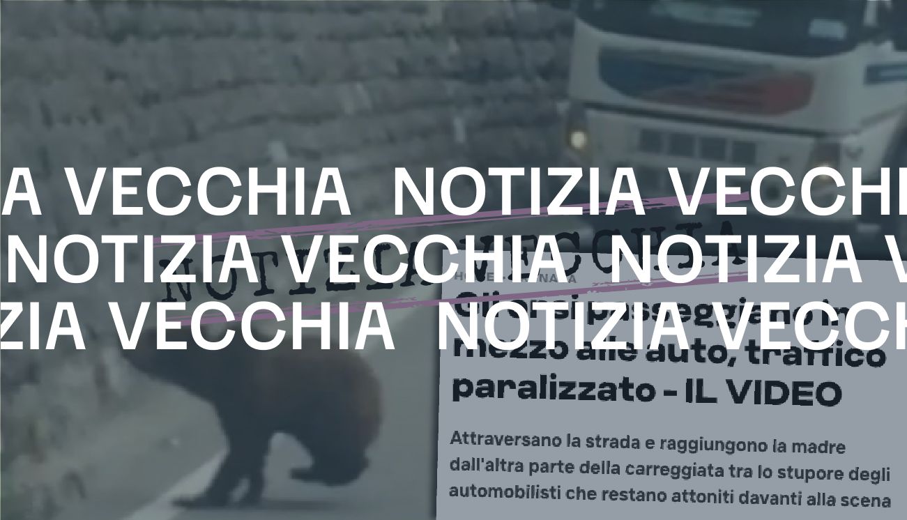 Questo video di orsi che attraversano la strada in Trentino è del 2019