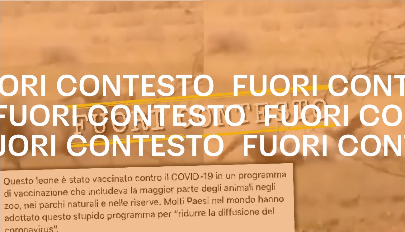 Questo leone che si accascia al suolo non era stato vaccinato contro la Covid-19