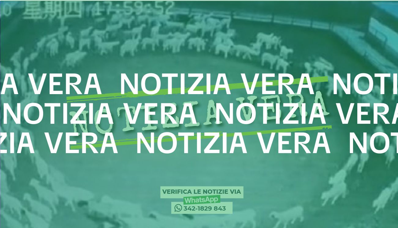Sì, in Cina un gruppo di pecore gira in cerchio da più di dieci giorni
