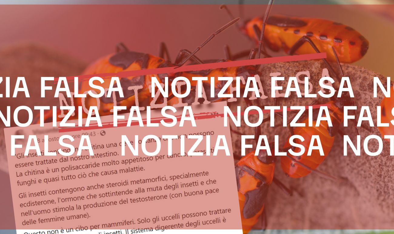 Chitina ed ecdisterone contenuti negli insetti non sono dannosi per gli esseri umani