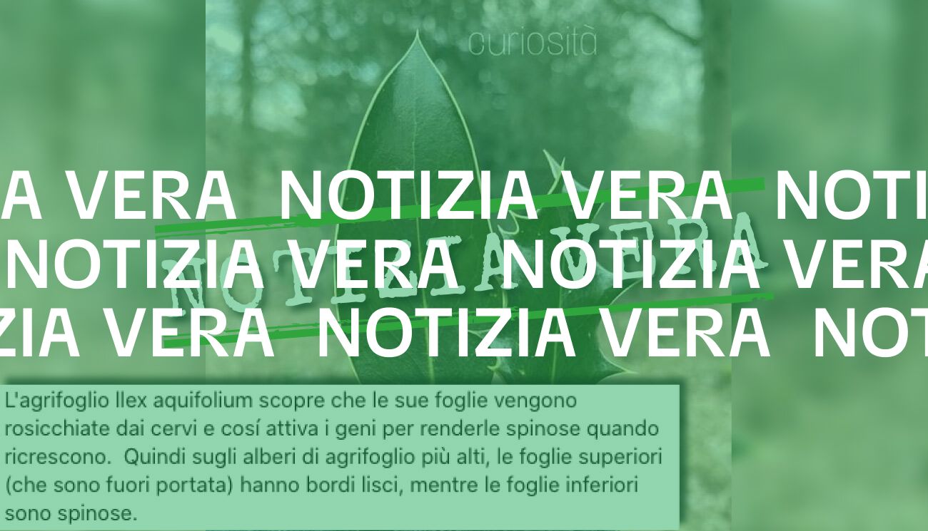 Sì, l’agrifoglio ha le spine per difendersi dagli erbivori