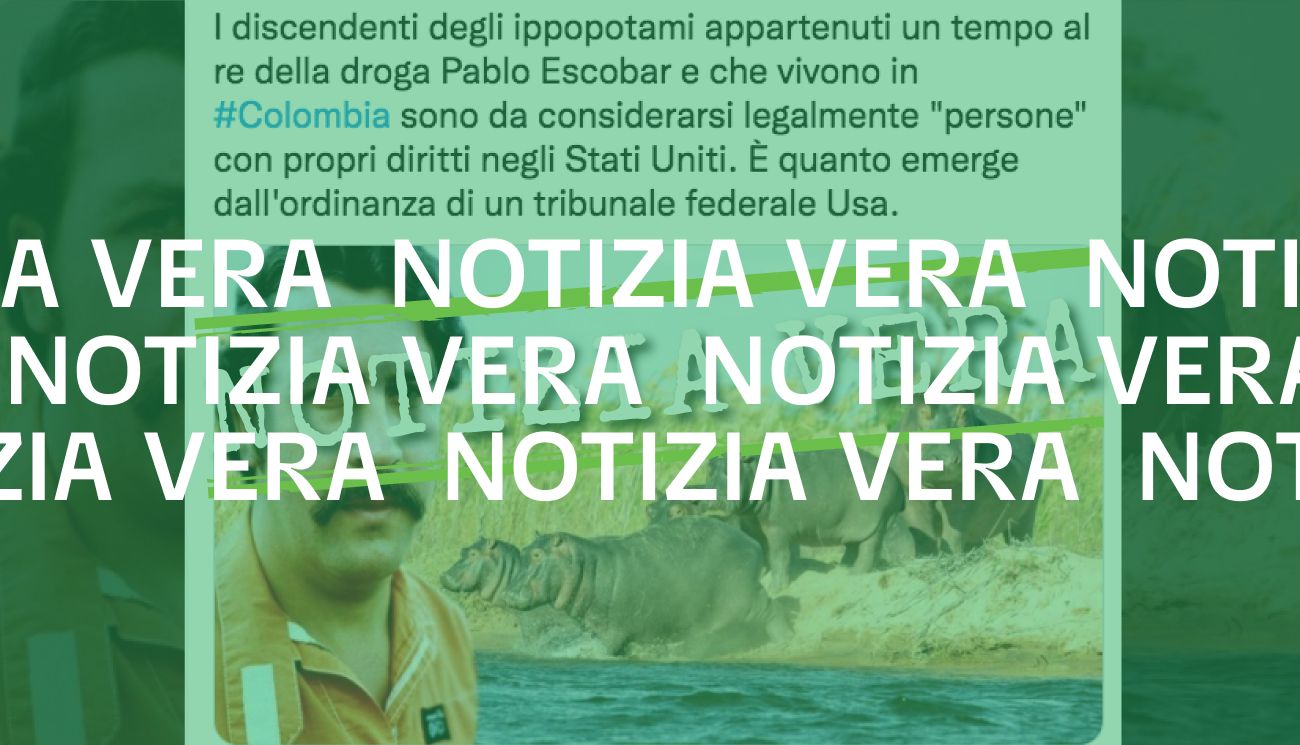 Un tribunale americano ha riconosciuto legalmente come «persone» i discendenti degli ippopotami di Pablo Escobar