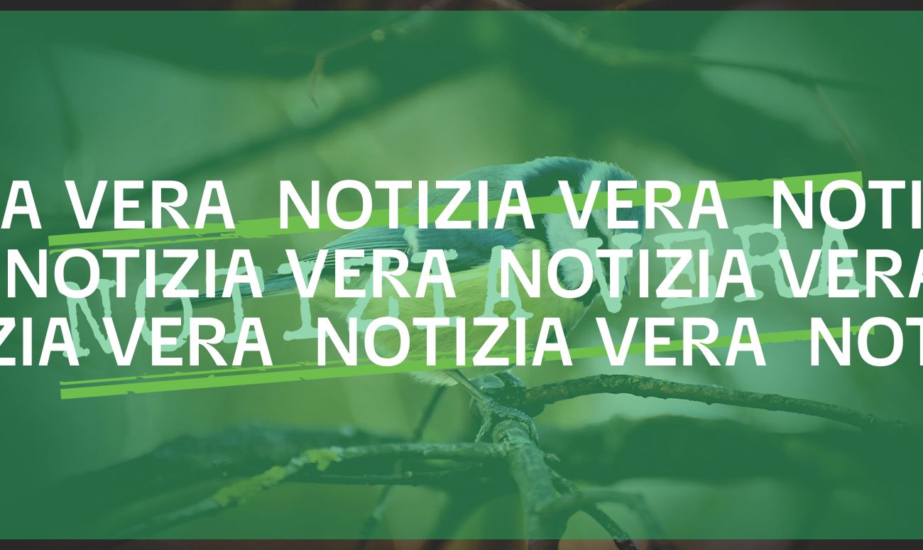 Sì, in Germania sono morti migliaia di uccelli in due settimane (ma forse ora sappiamo perché)