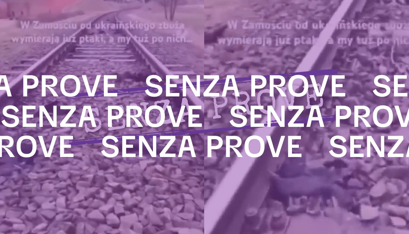 Non ci sono prove che questi uccelli in Polonia siano morti per aver mangiato grano ucraino