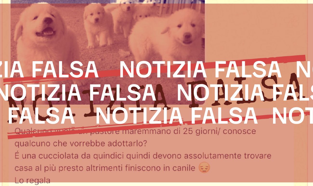 La falsa notizia dei cuccioli di maremmano da adottare per evitare il canile