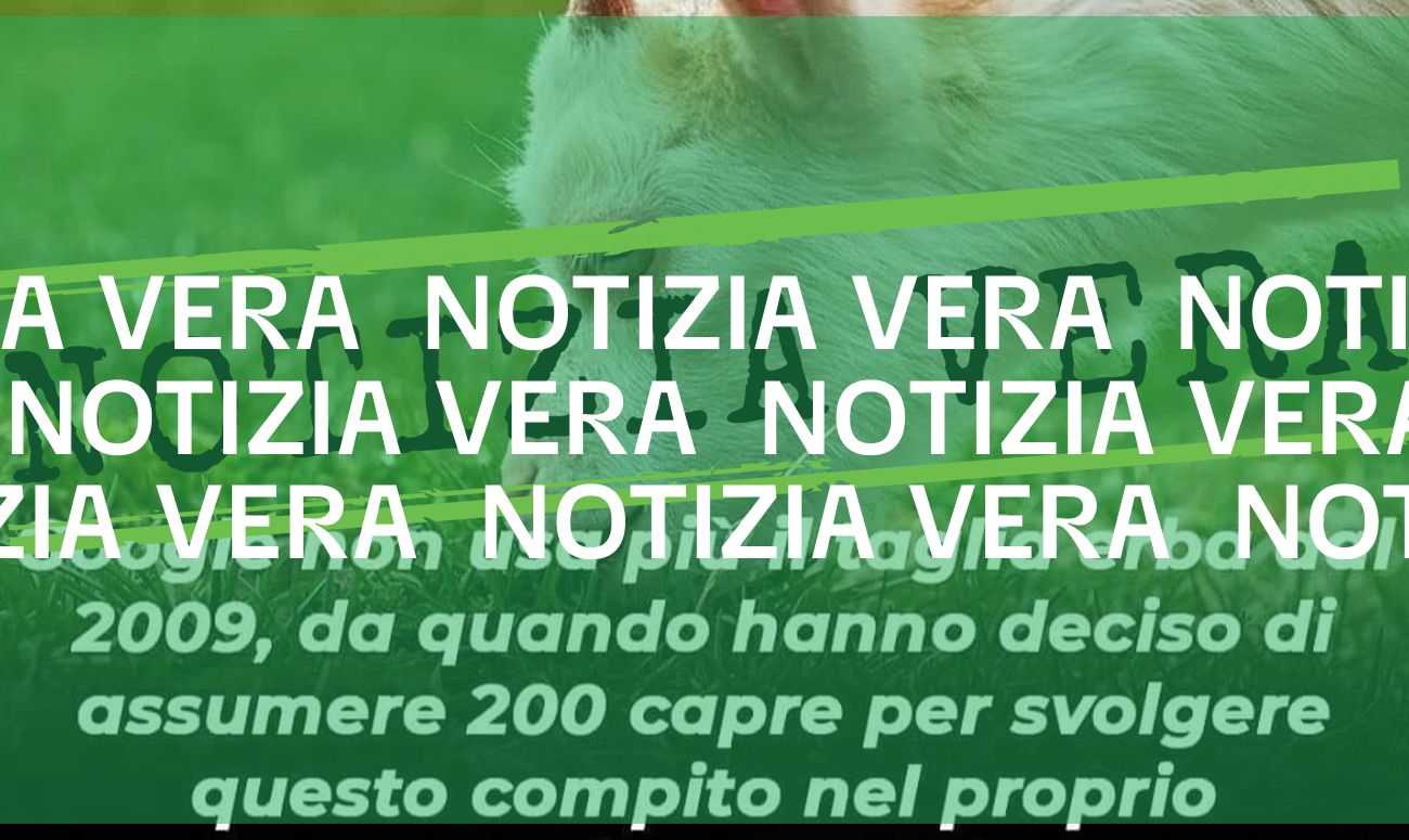 Sì, nel 2009 Google ha davvero “assunto” 200 capre per curare il prato