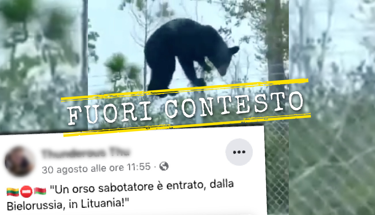 Non raccontiamo la favola dell'orso. Spray o scacciacani? Ecco cosa fare.  Dopo l'aggressione mortale al runner Papi - La Cronaca di Verona