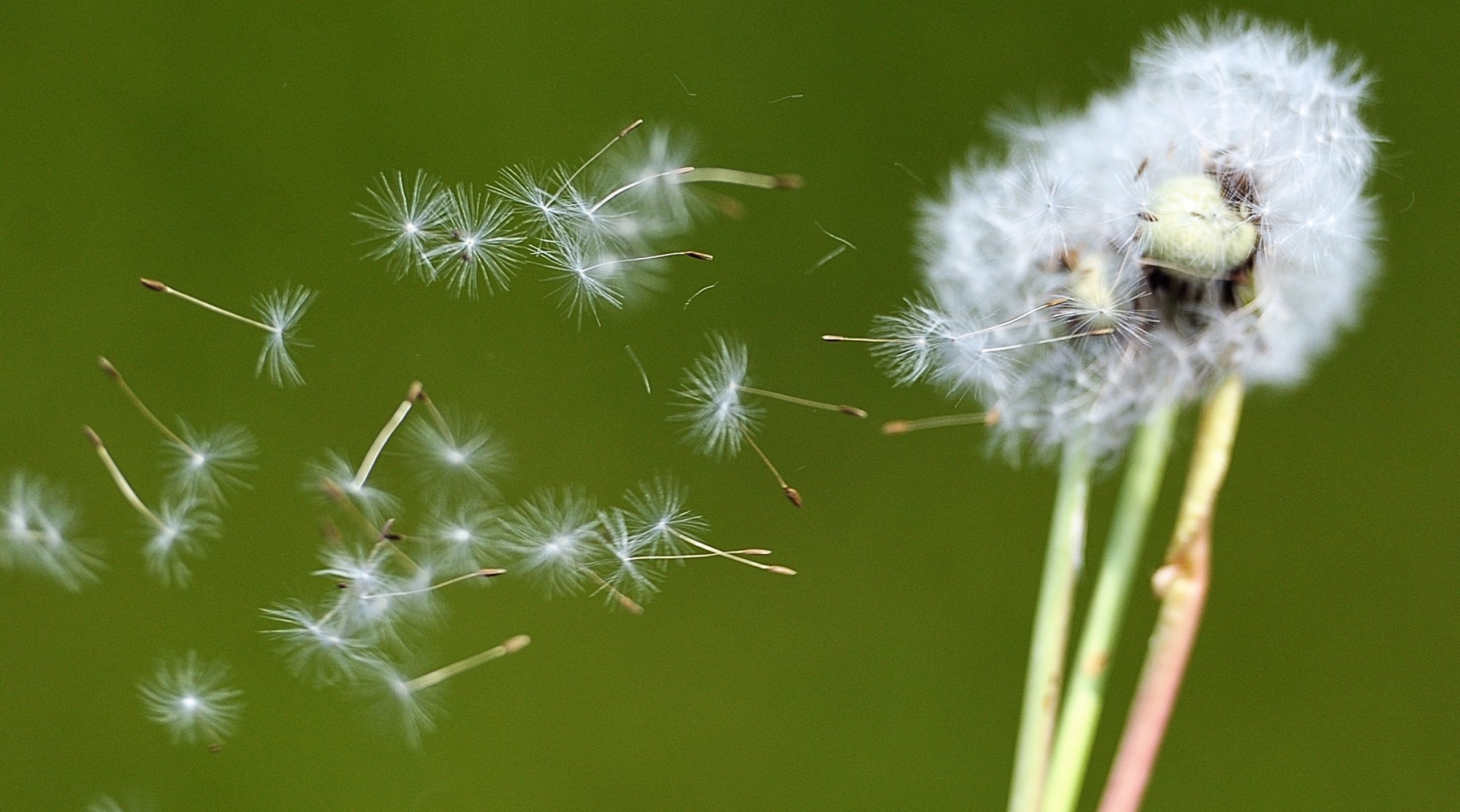 La primavera al tempo del cambiamento climatico non è più una “bella stagione” 